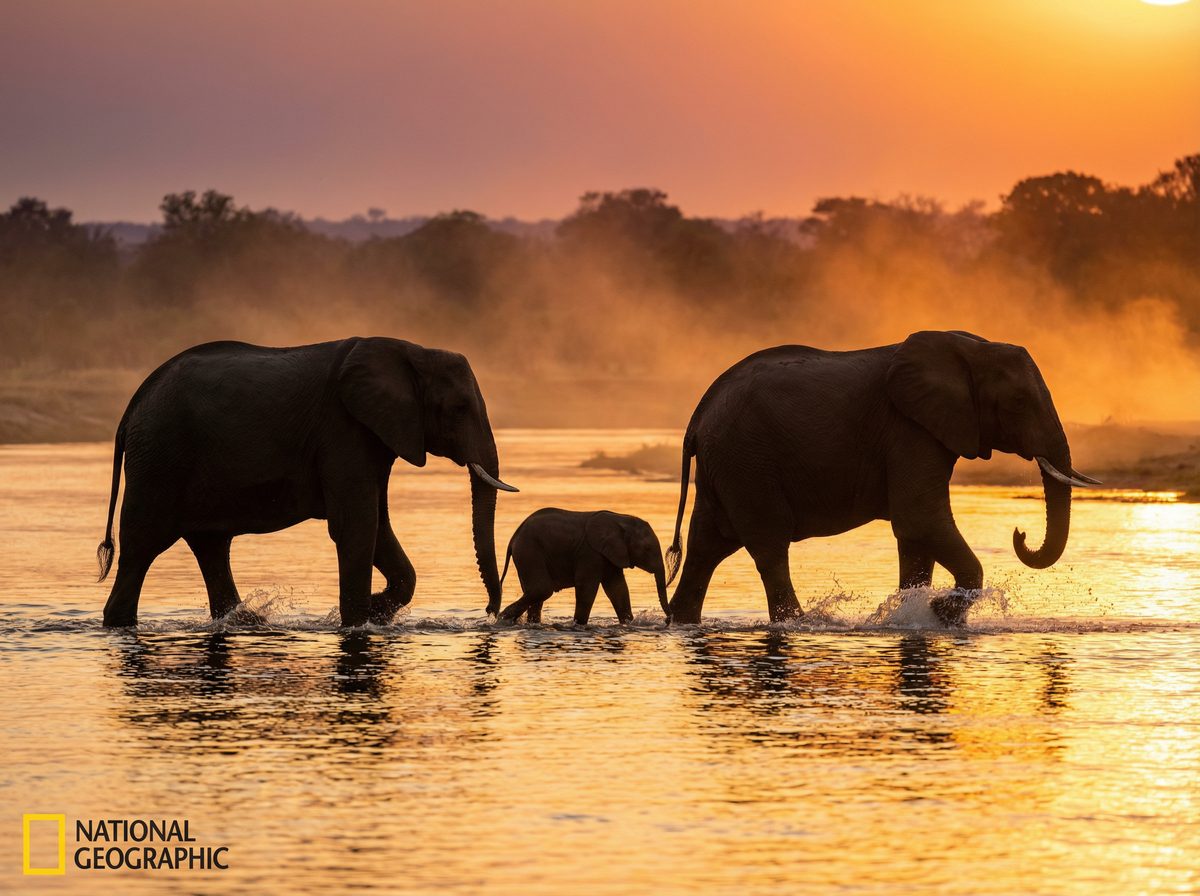 丝瓜视频大象视频